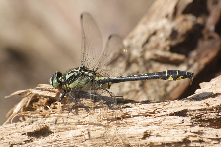 Beekrombout (Gomphus vulgatissimus)